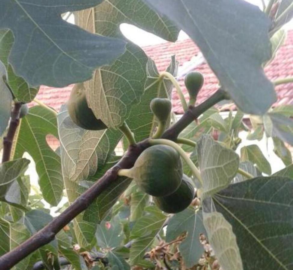ז'אבוריץ' Apartman Alka מראה חיצוני תמונה